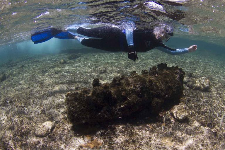 A snorkeller investigating a carronade