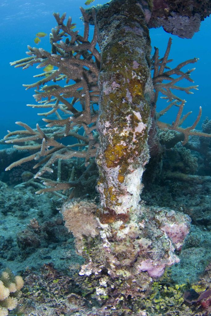 A coral-covered column rising from the reef, photographed underwater