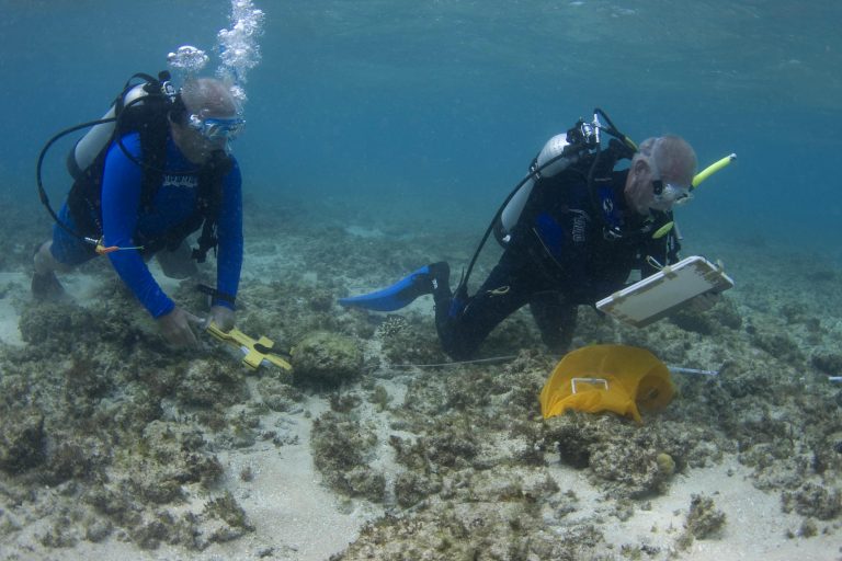 Two divers surveying the reef