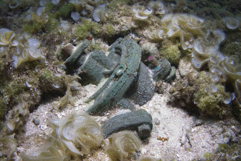 Coral-encrusted material on the reef