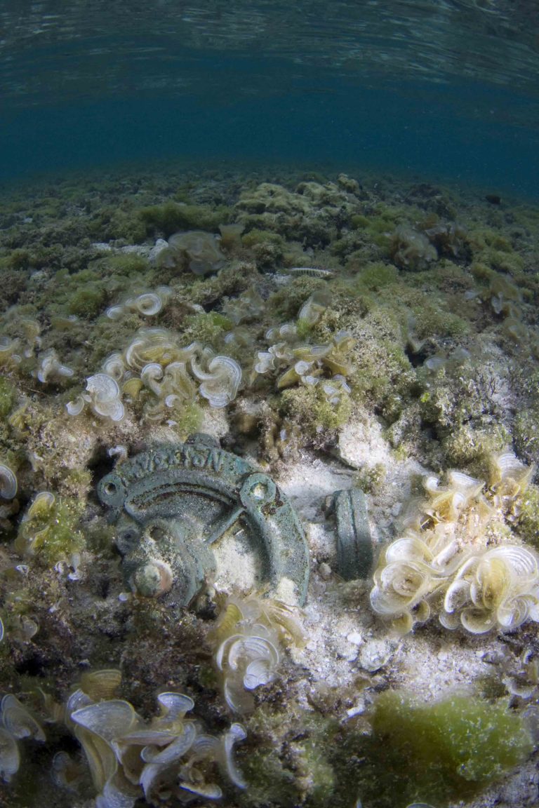 The reef top underwater