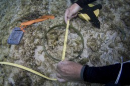Diver measures an artefact underwater.