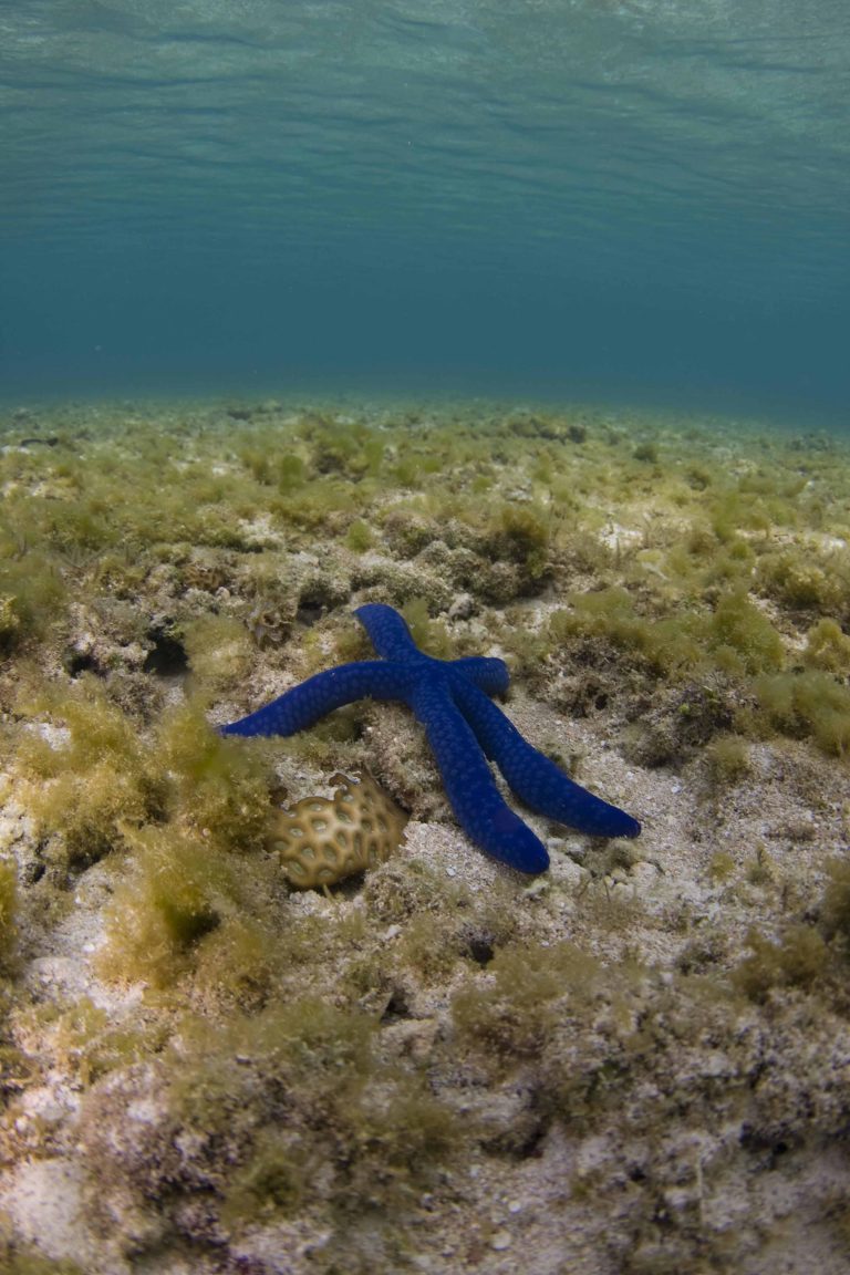 A dark blue starfish on the reef top