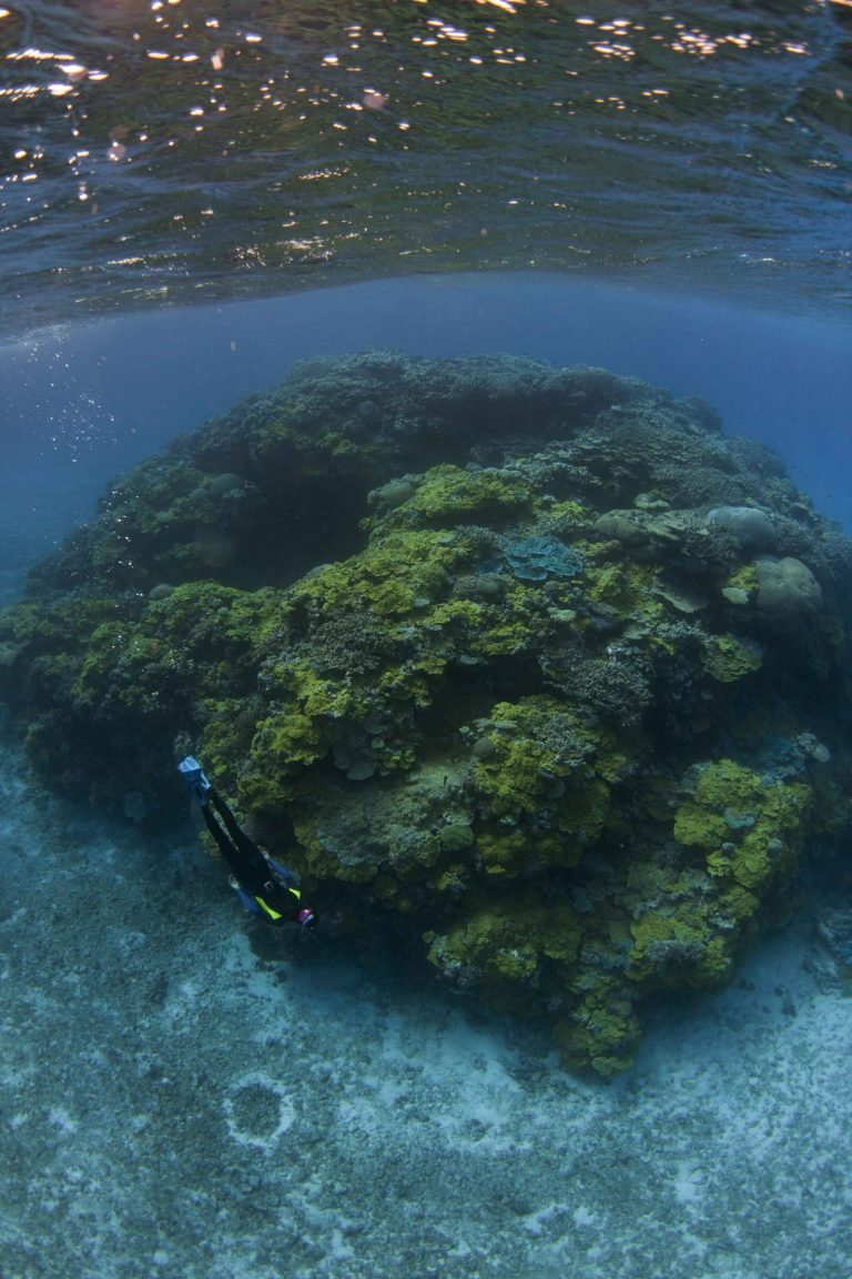 A coral bommie seen from just below the water surface