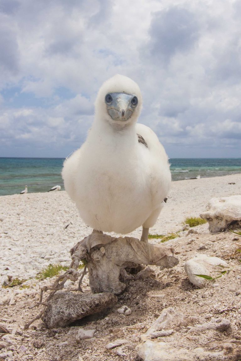 A white seabird on the sand cay