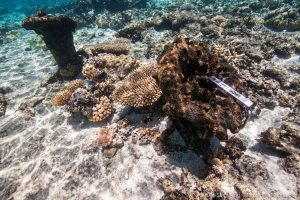 Two hawse pipes on a shipwreck site at Kenn Reefs. Image: Julia Sumerling for Silentworld Foundation, 2017.