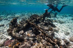 Maritime archaeologist, Irini Malliaros, records an anchor on one of the wreck sites at Kenn Reefs. Image: Julia Sumerling for Silentworld Foundation, 2017.