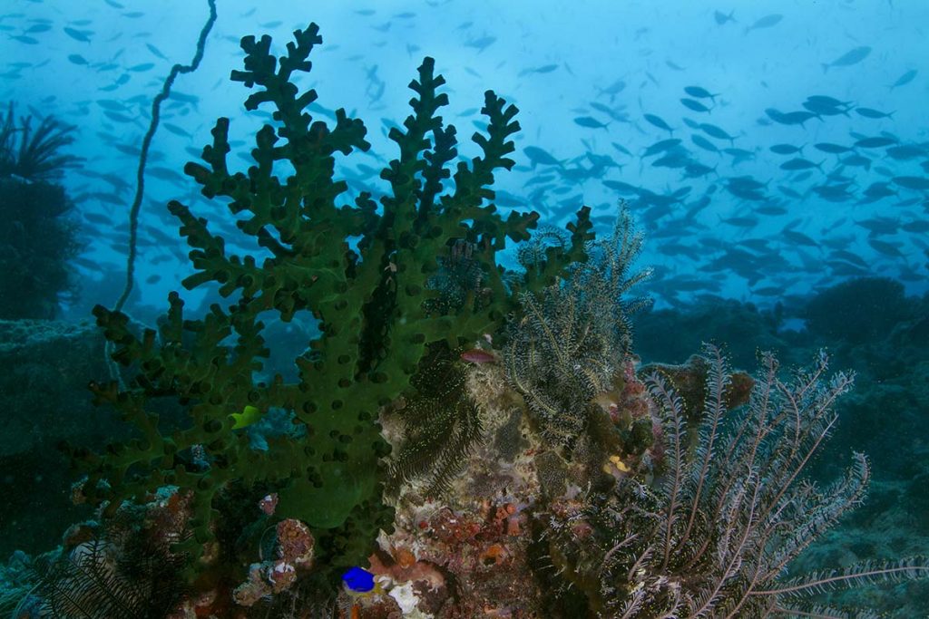 Coral and fish on Ashmore Reef