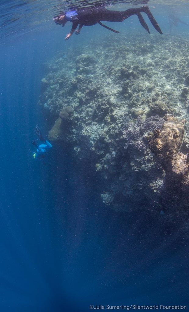 The reef wall dropping away into deep blue water