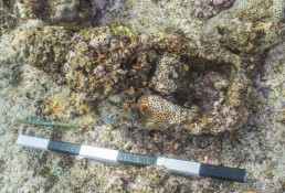 Iron concretion and copper alloy fastening on Boot Reef found during the 2018 expedition.