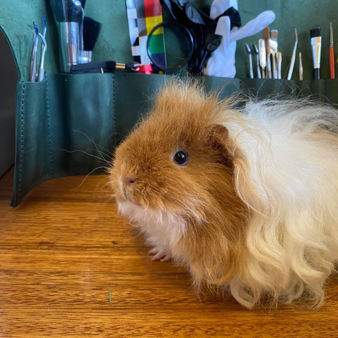 Heather's guinea pig