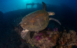A turtle swimming over the wreck of SS Yongala, a favourite site of Julia's. © Julia Sumerling/Silentworld Foundation.