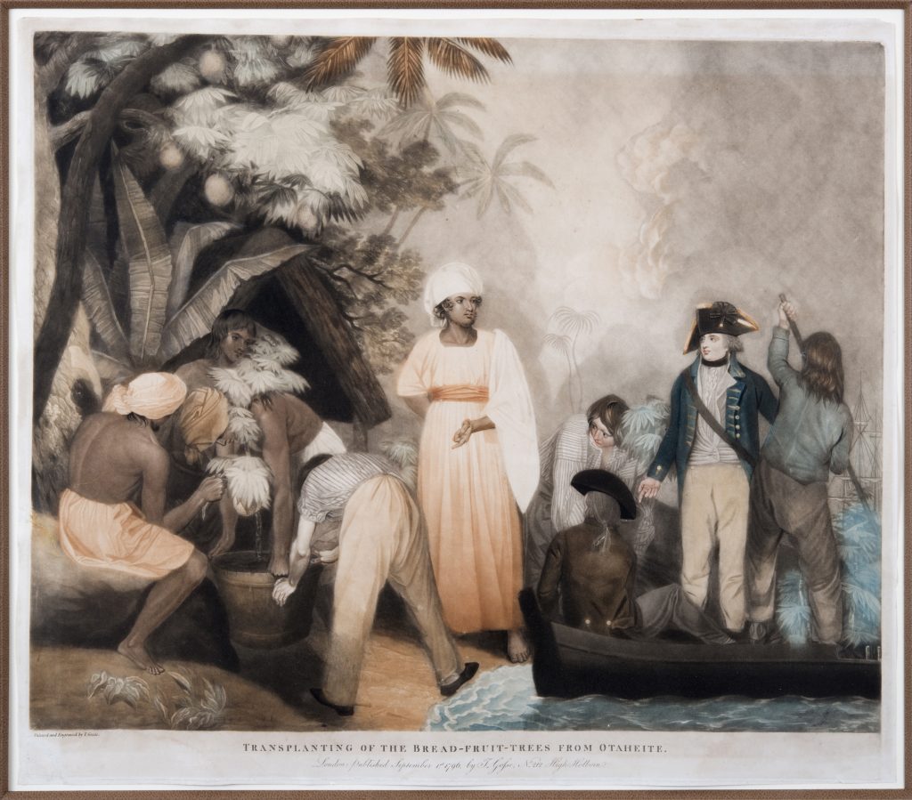 Transplanting of the bread fruit trees from Otaheite