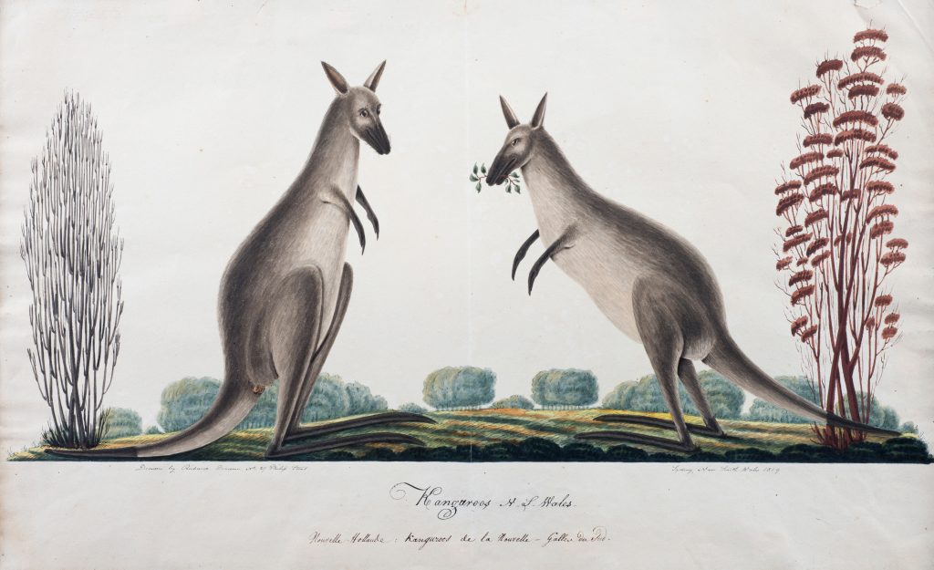 Two kangaroos